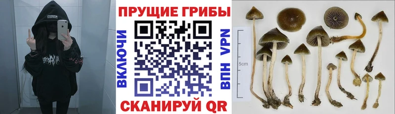 Галлюциногенные грибы Magic Shrooms  Купить где  Чердынь 
